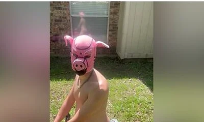 Pig Blown Up By Helium - Belly Inflation