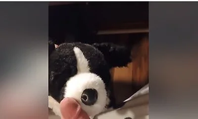 Border Collie Plushie Licks And Makes Onesie Pubby Cum!